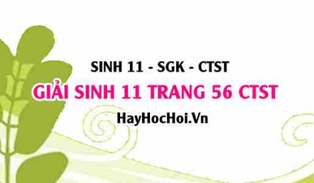 Giải Sinh 11 trang 56 Chân trời sáng tạo SGK